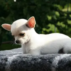 Uroczy, biały chihuahua, najmniejszy pies na świecie, leży na szarym kocu na tle zieleni.