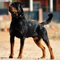 Potężny Rottweiler, jeden z najgroźniejszych groźnych psów, stoi na żwirowej drodze, gotowy do obrony.