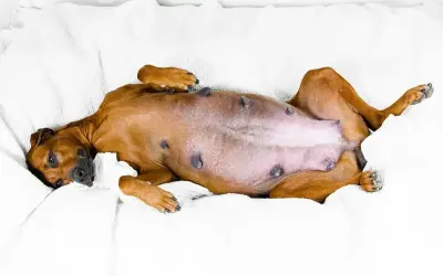 Brzuchatej suczce Rhodesian Ridgeback leżącej na plecach widać, ile pies chodzi w ciąży.