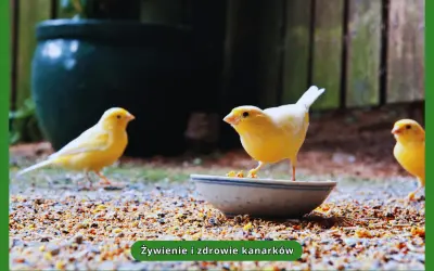 Trzy żółte kanarki jedzą mieszankę ziaren z miseczki. To pokazuje, co jedzą kanarki, dbając o ich zdrowie.