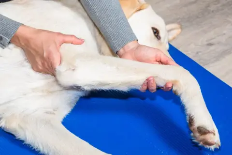 Fizjoterapeuta delikatnie masuje łapę psa, pomagając złagodzić objawy zapalenia stawów.
