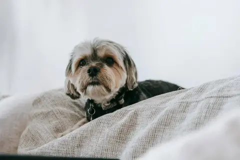 Słodki shih tzu sam w domu, leżący na kanapie, z czujnym spojrzeniem.