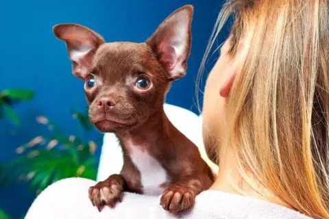 Mały, brązowy chihuahua na ramieniu dziewczyny. Zastanawiasz się, ile żyje chihuahua miniaturka? Te małe pieski potrafią żyć długo!