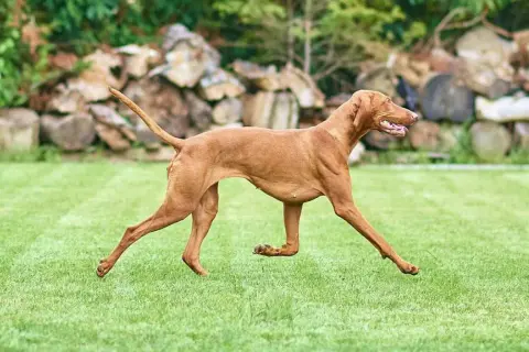 Wyżeł węgierski w biegu po trawie. Jego smukła sylwetka i ruda sierść świadczą o jego charakterze - energicznym i pełnym życia.