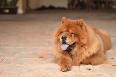 Puszysty chow chow z językiem na wierzchu, zrelaksowany na płytkach. Jego waga jest idealna do przytulania.