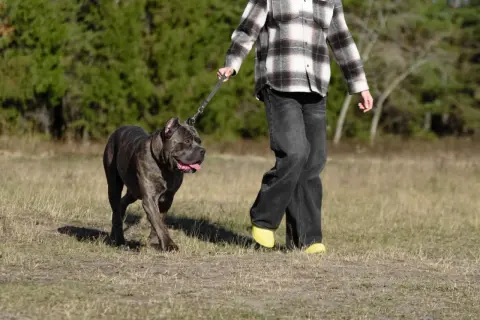 Mocny cane corso z człowiekiem na spacerze po łące. Piesek wesoło macha ogonem, a jego opiekun idzie obok.