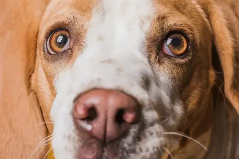 Zbliżenie na pysk psa rasy beagle. Widać jego brązowe oczy, jedno z nich lekko zaczerwienione, oraz wilgotny, różowy nos.