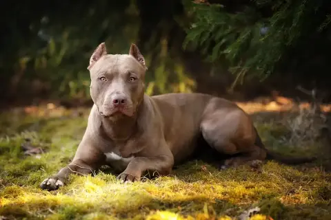 Potężny pies rasy pitbull o brązowej sierści leży na trawie w lesie, z uwagą obserwując otoczenie.