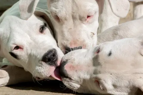 Trzy białe szczenięta Dogo Argentino, które często pojawiają się na listach 10 najgroźniejszych psów na świecie, bawią się ze sobą.