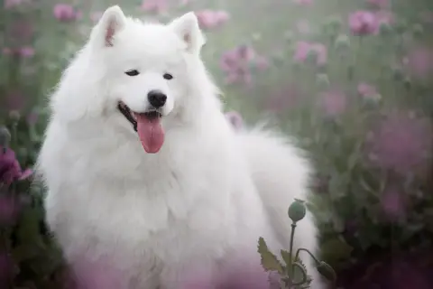 Uśmiechnięty biały pies rasy Samoyed w kwitnącym polu maków.