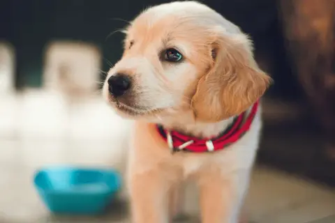 Uroczy, 6 tygodniowy szczeniak golden retriever w czerwonej obroży czeka przy niebieskiej miseczce.