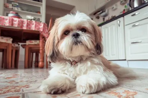 Uroczy shih tzu czeka na swoje domowe jedzenie. W tle widać kuchnię i stół.