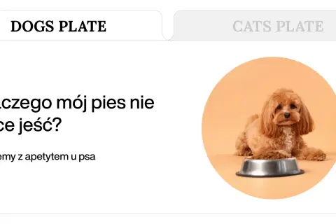 Uroczy piesek obok miski z karmą, tekst "Dlaczego mój pies nie chce jeść?" i "Problemy z apetytem u psa".
