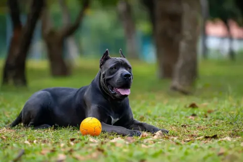 Potężny pies rasy cane corso, z imponującym wzrostem, leży na trawie obok pomarańczowej piłki.