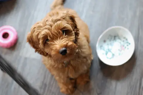 Urocza mieszanka pudla z labradorem, z puszystą, rudą sierścią, siedzi na podłodze obok różowej zabawki i miseczki.