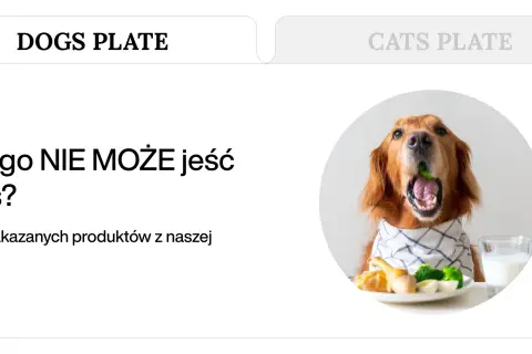 Złoty retriever z otwartym pyskiem, w którym widać zielony groszek, siedzi przy stole. Obok talerz z jedzeniem i szklanka mleka. Temat: czego nie może jeść pies.