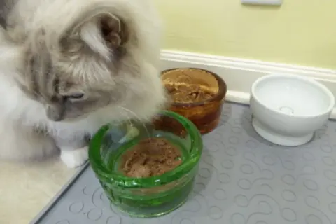 Puszysty kotek wącha jedzenie w zielonej miseczce. Obok stoi brązowa miska z karmą i biała miseczka z wodą.