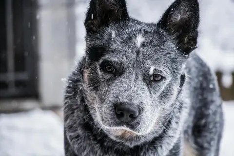 Zimowy portret blue heeler w śniegu. Pies ma piękne, bystre oczy i charakterystyczne umaszczenie.