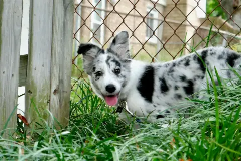Szczeniak border collie z pięknym, marmurkowym umaszczeniem merle, wychyla się z trawy przy drewnianym płocie.