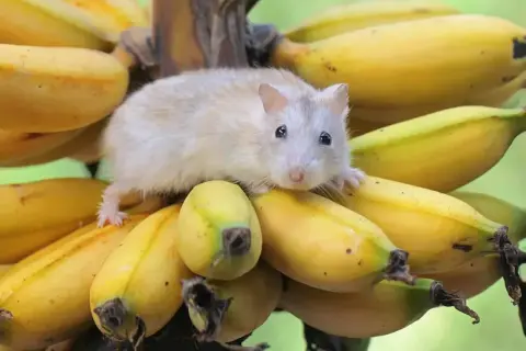 Mały, puszysty chomik siedzi na kiści bananów. Czy chomiki mogą jeść banany? Ten wygląda, jakby chciał się przekonać!