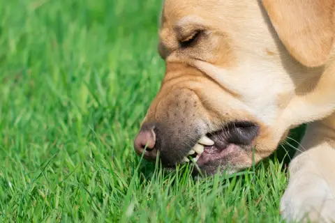 Złoty labrador gryzie trawę. Czy to pytanie "dlaczego pies je trawę" ma odpowiedź w jego zachowaniu?
