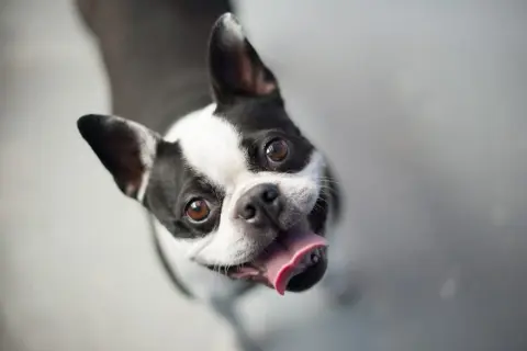 Boston terrier z językiem na wierzchu, patrzący w górę. Czy psy się uśmiechają? Ten wygląda na szczęśliwego!