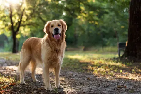 Piękny golden retriever z wywieszonym językiem stoi na ścieżce w parku. Jak wygląda golden retriever? Ma gęste, złociste futro i przyjazne spojrzenie.