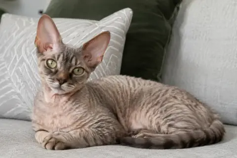 Uroczy devon rex sam w domu, leżący na kanapie wśród poduszek, z charakterystycznymi dużymi uszami i falowaną sierścią.