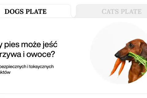 Jamnik z marchewką w pysku. Dowiedz się, jakie warzywa może jeść pies, by jego dieta była bezpieczna i zdrowa.