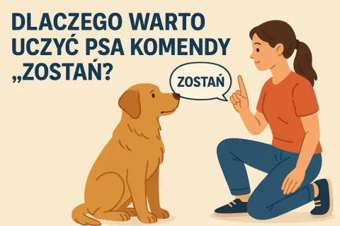 Dziewczyna uczy psa komendy "zostań". To ważny element, jak szkolić psa, by był posłuszny i bezpieczny.
