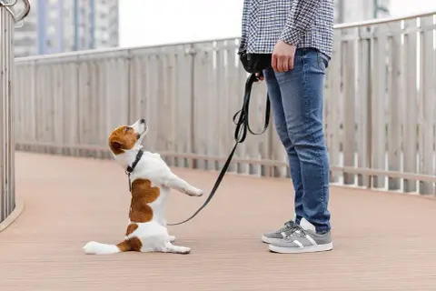 Jack Russell na smyczy, z nosem zadartym do góry, jakby miał ocd u psa. Stoi na dwóch łapach, patrząc na swojego pana.