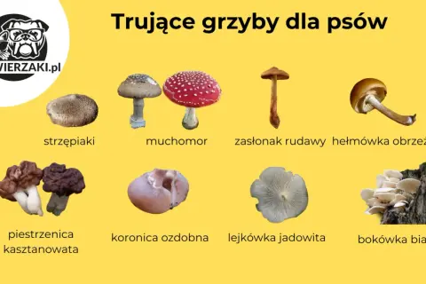 Czy pies może jeść grzyby? Grafika pokazuje trujące grzyby, których należy unikać, np. muchomory, strzępiaki, piestrzenice.