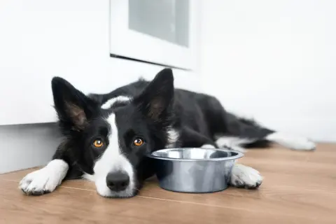 Smutny border collie krótkowłosy leży obok pustej miski, czekając na jedzenie.