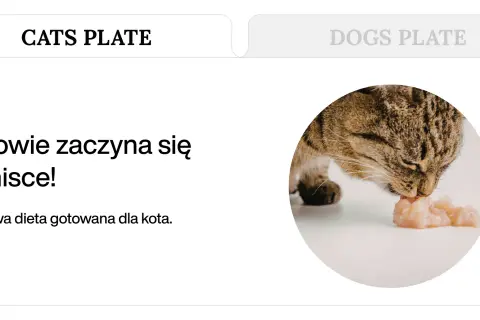 Kot zajada się gotowanym kurczakiem. Dowiedz się, co gotować kotu, by był zdrowy.
