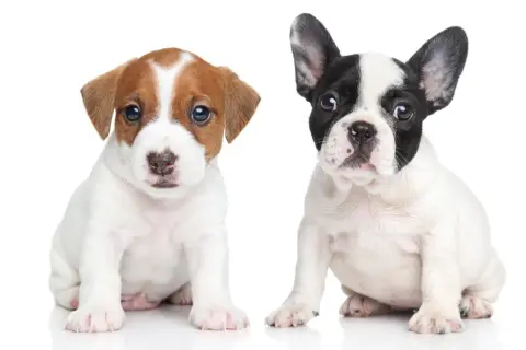 Dwa szczenięta siedzą obok siebie. Po lewej Jack Russell Terrier, po prawej buldożek francuski. Oba to urocze pieski.
