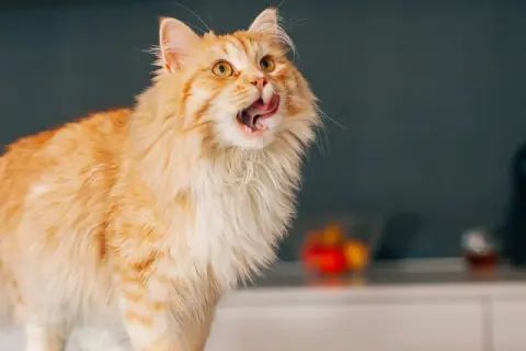 Puszysty rudy kot z językiem na wierzchu, jakby zastanawiał się, czy kot może jeść masło.