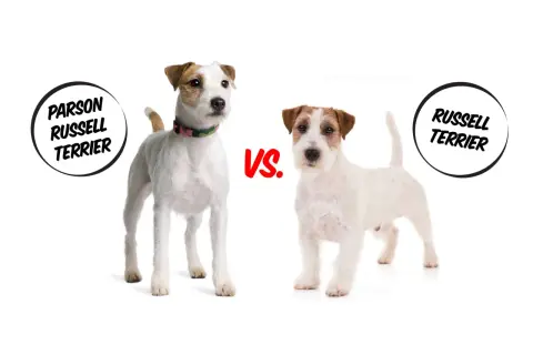 Dwa psy rasy jack russell parson terrier stoją obok siebie, porównując swoje cechy.