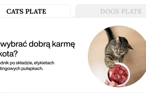 Kot z apetytem sięga po miseczkę z mięsem, pokazując, co jedzą koty.