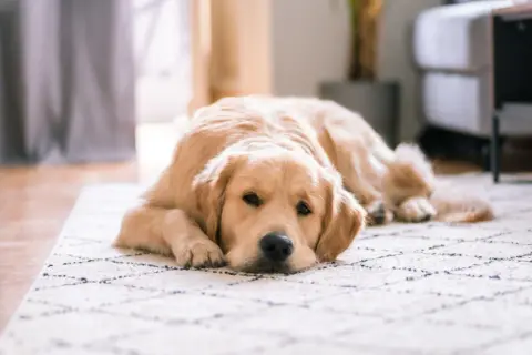 Złoty retriever leży na dywanie, wygląda na zmęczonego. Czy to mogą być gronkowiec u psa objawy?
