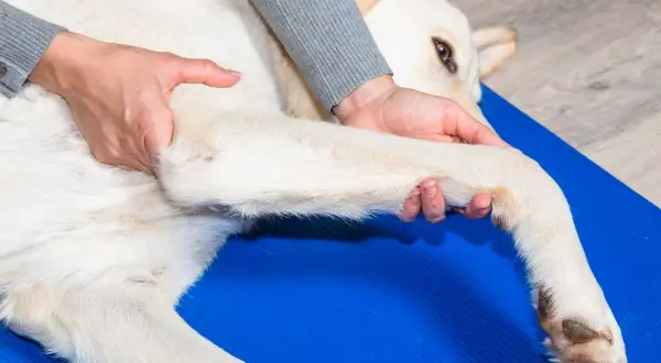 Fizjoterapeuta delikatnie masuje łapę psa, pomagając złagodzić objawy zapalenia stawów.