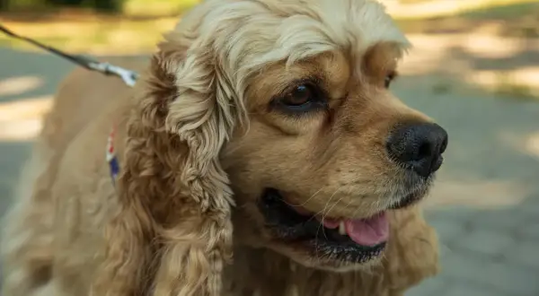 Cocker spaniel o łagodnym spojrzeniu, z długimi, falującymi uszami. Jego radosny charakter widać w lekko uchylonym pysku.