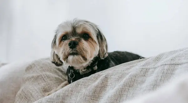Słodki shih tzu sam w domu, leżący na kanapie, z czujnym spojrzeniem.