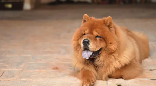 Puszysty chow chow z językiem na wierzchu, zrelaksowany na płytkach. Jego waga jest idealna do przytulania.