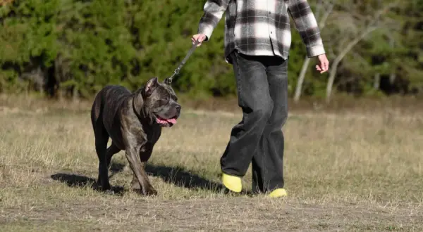 Mocny cane corso z człowiekiem na spacerze po łące. Piesek wesoło macha ogonem, a jego opiekun idzie obok.