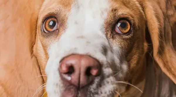 Zbliżenie na pysk psa rasy beagle. Widać jego brązowe oczy, jedno z nich lekko zaczerwienione, oraz wilgotny, różowy nos.