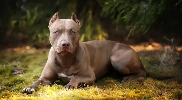 Potężny pies rasy pitbull o brązowej sierści leży na trawie w lesie, z uwagą obserwując otoczenie.