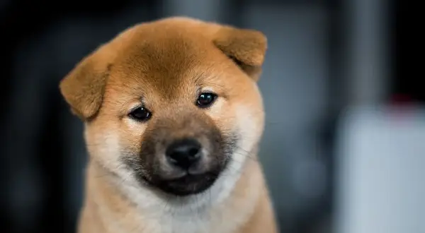 Uroczy szczeniak rasy Shiba Inu, który wygląda jak mały piesek jak niedźwiedź, z zaciekawieniem spogląda w obiektyw.