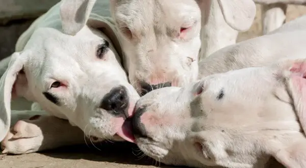 Trzy białe szczenięta Dogo Argentino, które często pojawiają się na listach 10 najgroźniejszych psów na świecie, bawią się ze sobą.