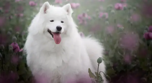Uśmiechnięty biały pies rasy Samoyed w kwitnącym polu maków.