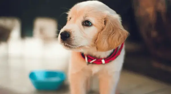 Uroczy, 6 tygodniowy szczeniak golden retriever w czerwonej obroży czeka przy niebieskiej miseczce.